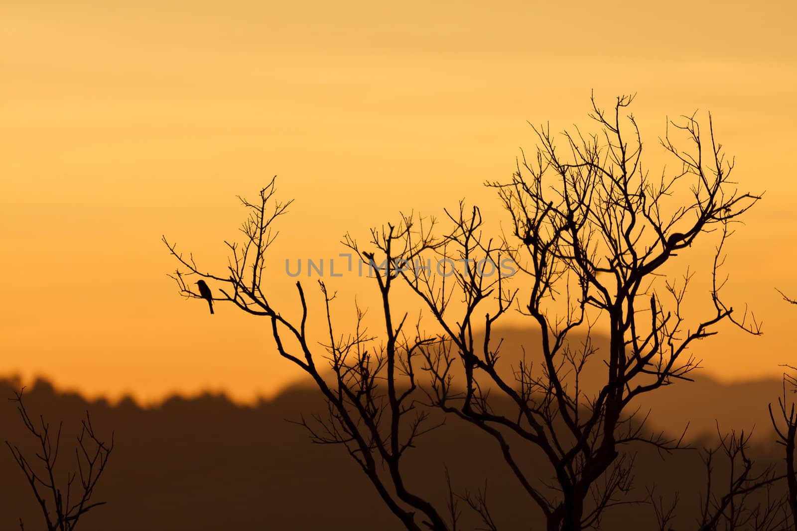 Beautiful sunset and dead tree in rain forest, thailand.