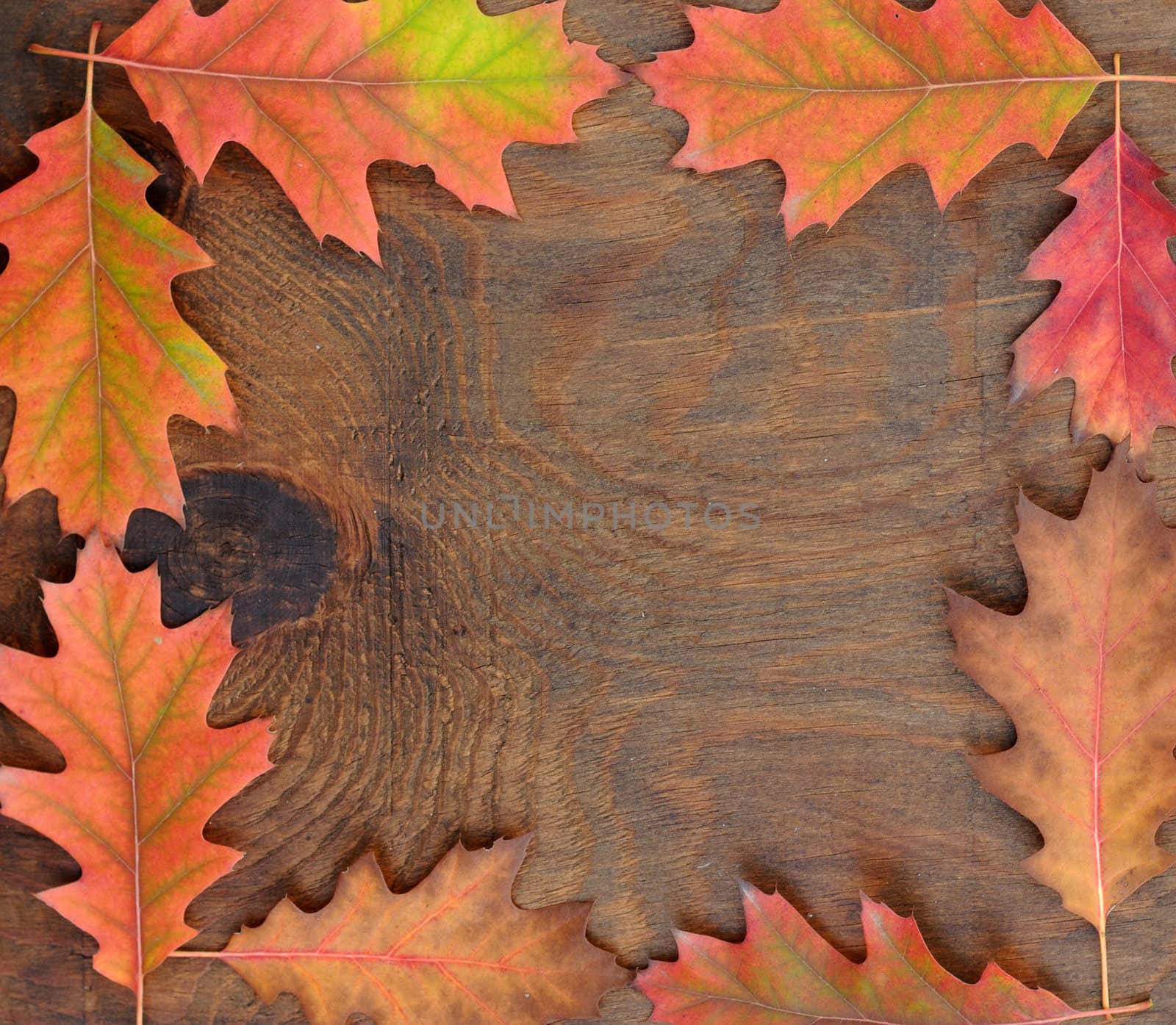 Oak autumn leaves on the background a dark old wood