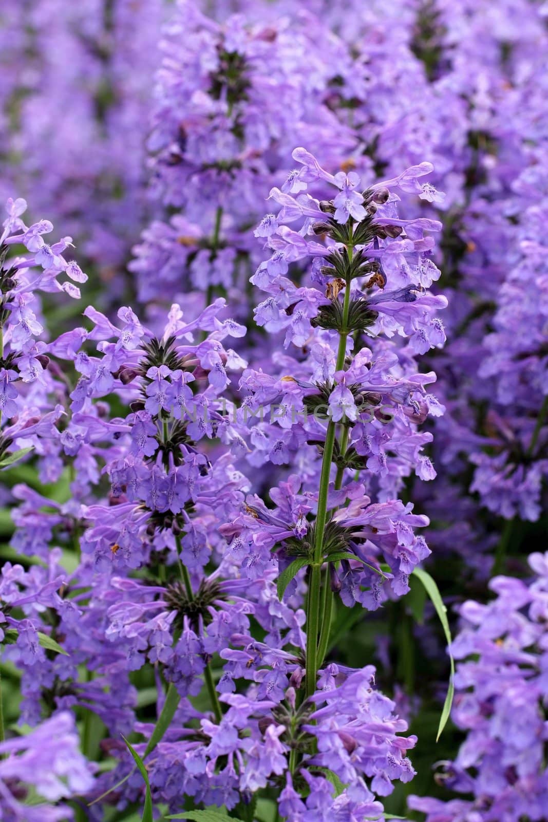 Purple flowers of Hyssopus officinalis close up.