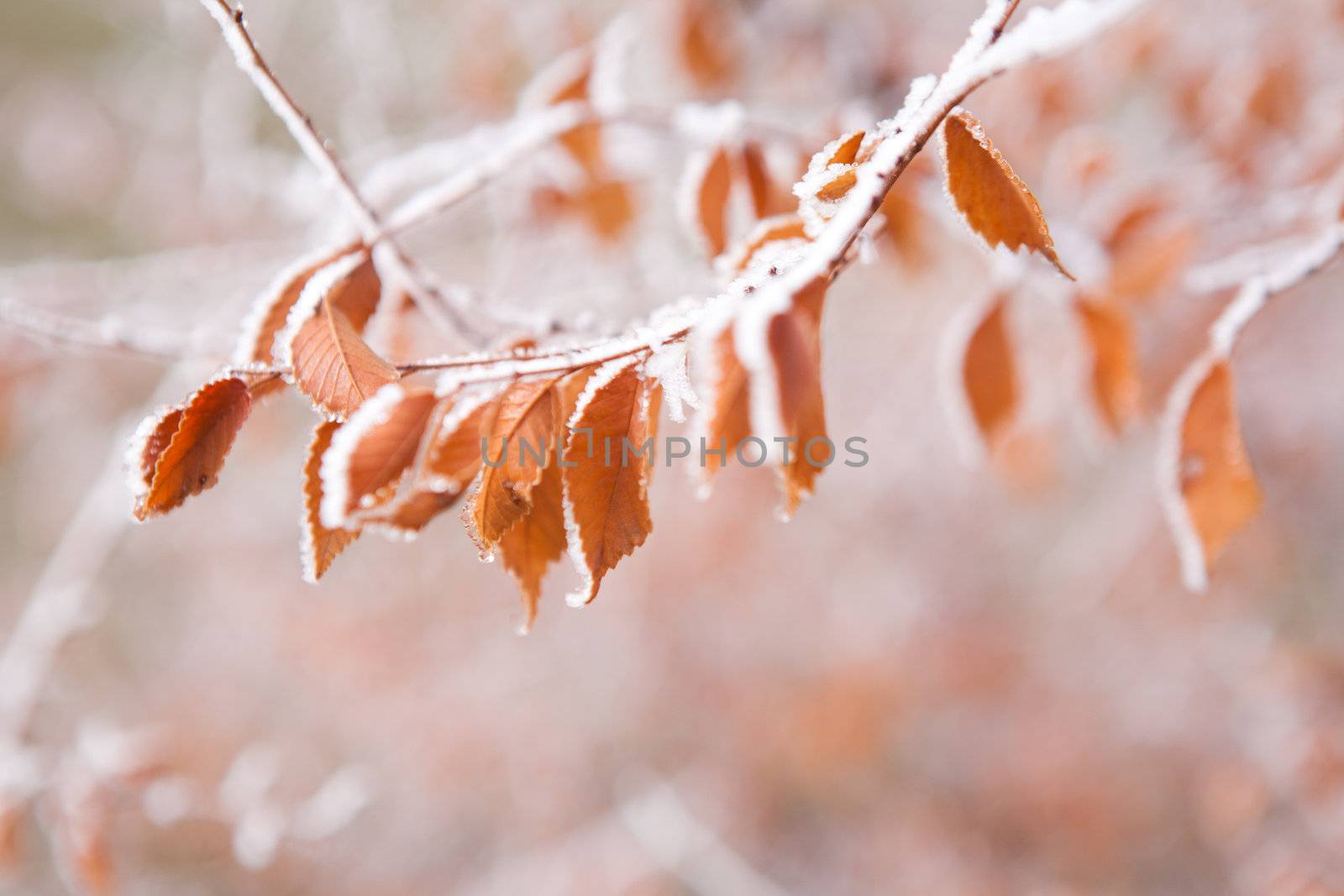 frozen leaves on the branch under the frost