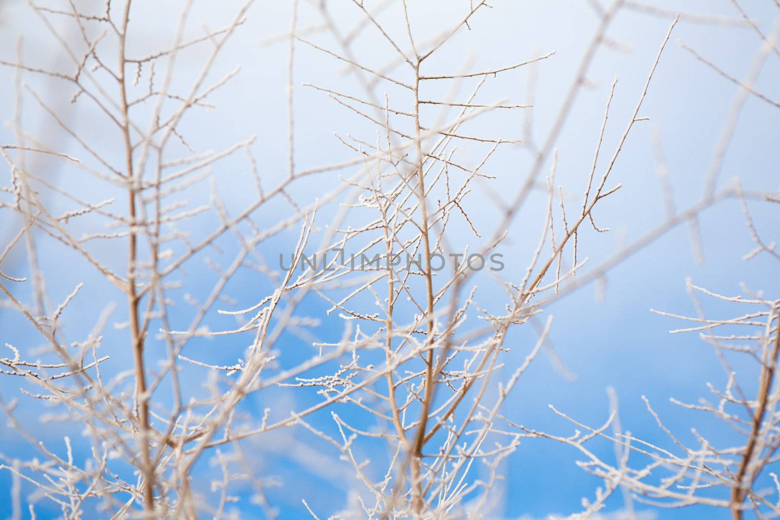 bush covered with frost and sky in winter by vsurkov