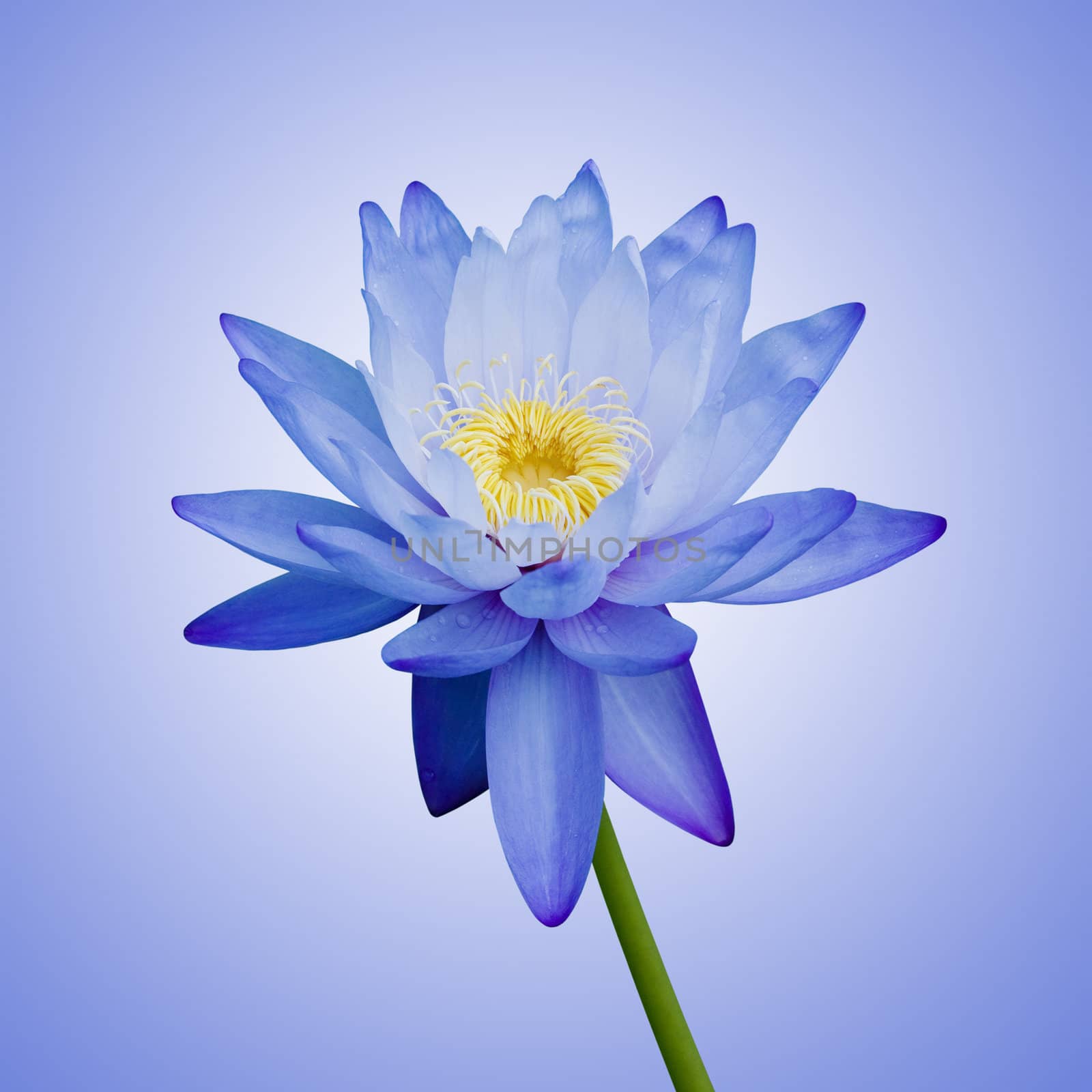 Blue Waterlily