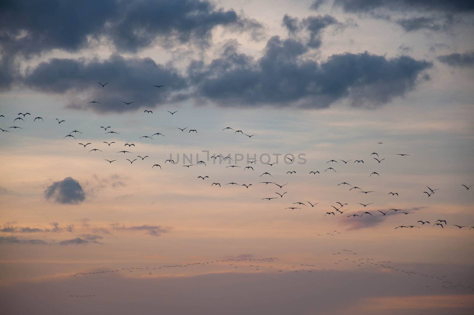 Crowd of birds in the sky.