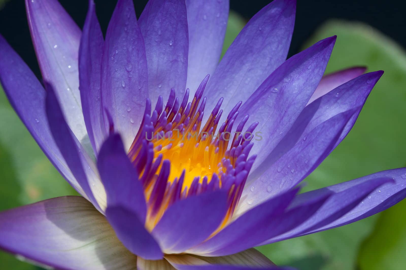 Colorful purple water lily