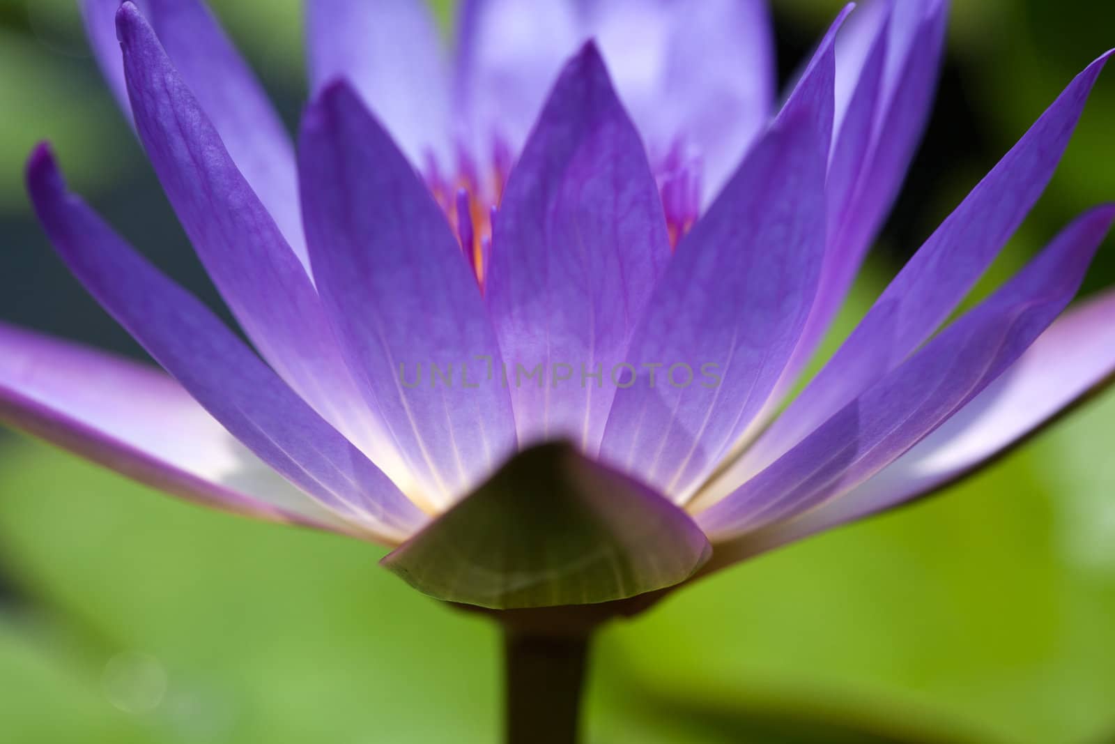 Colorful purple water lily