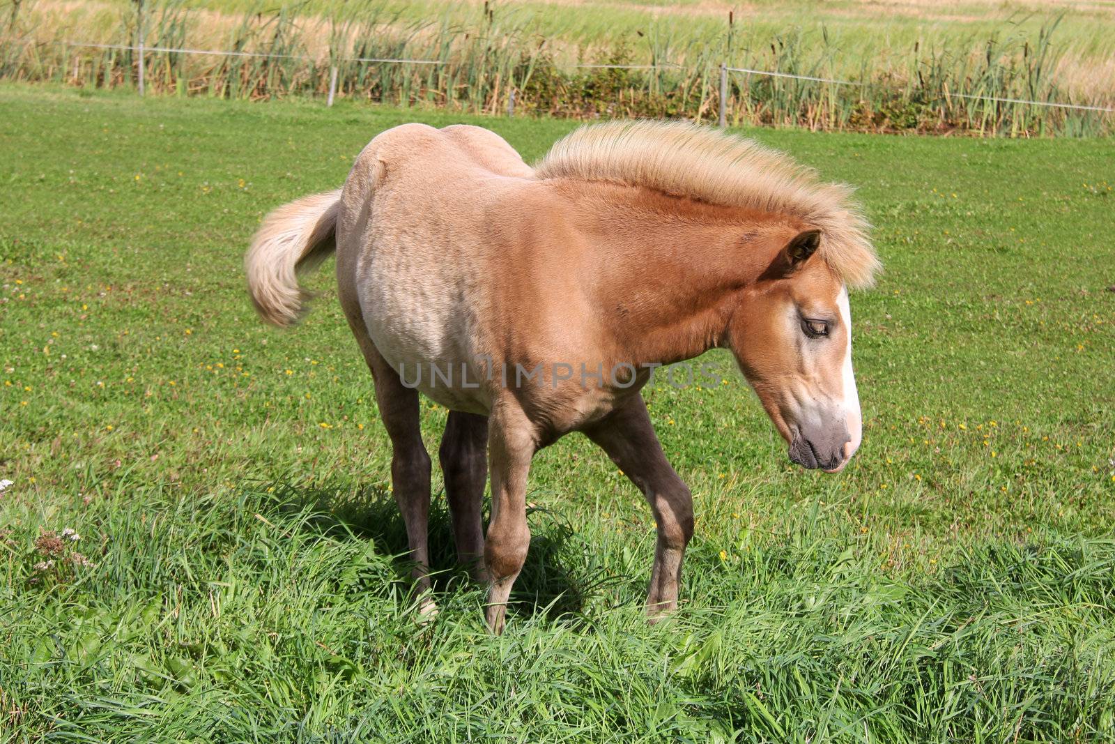 Finnhorse filly of palomino color on green meadow.