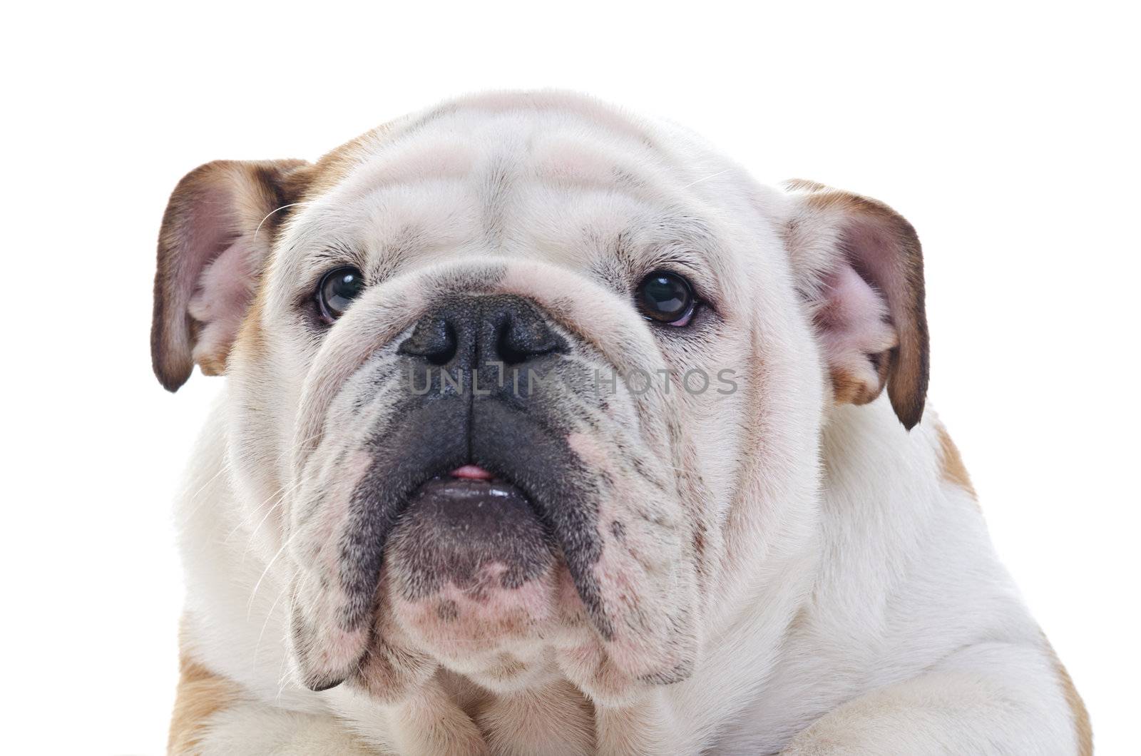 Head Closeup of English bulldog over white background