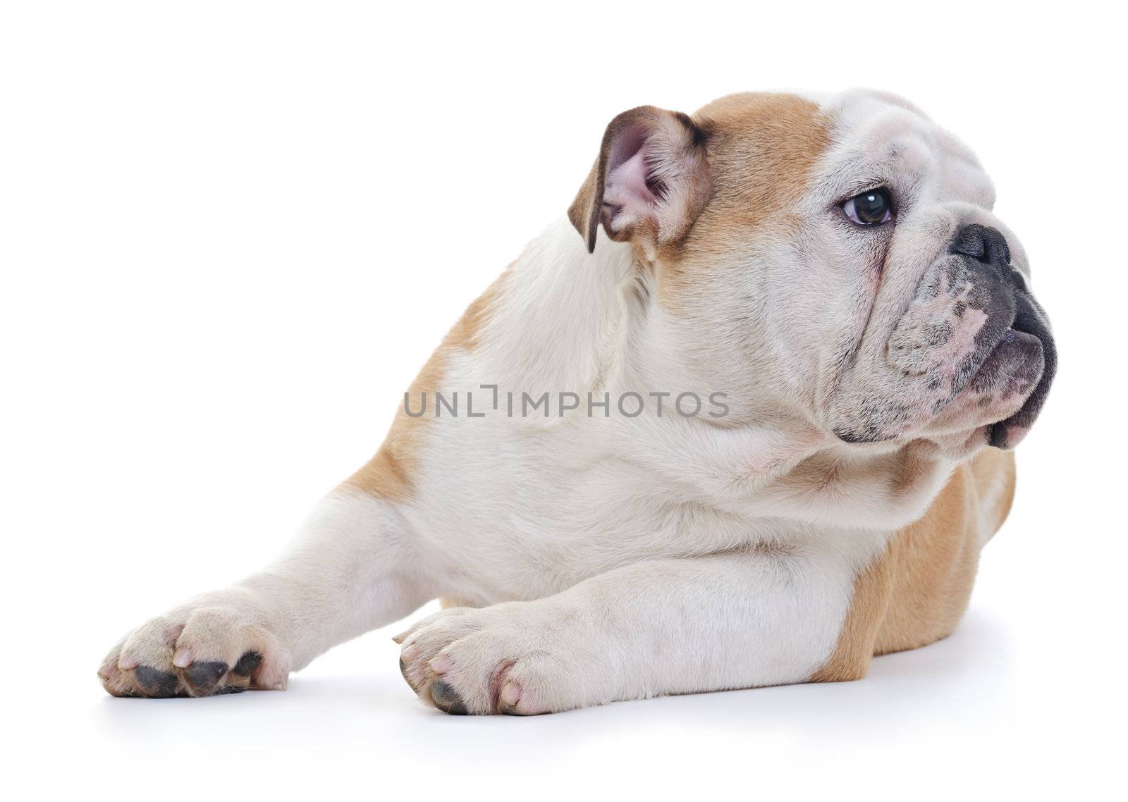 English bulldog dog lookig away from camera, over white background