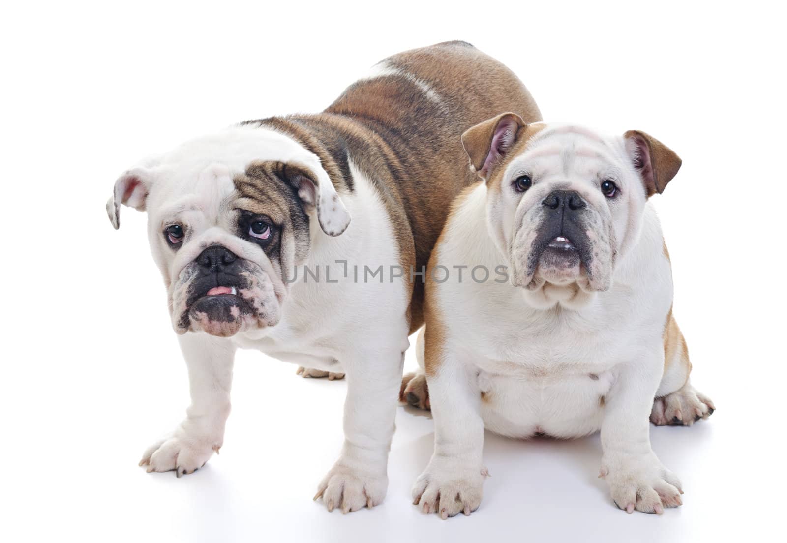 two english bulldogs eye contact, over white