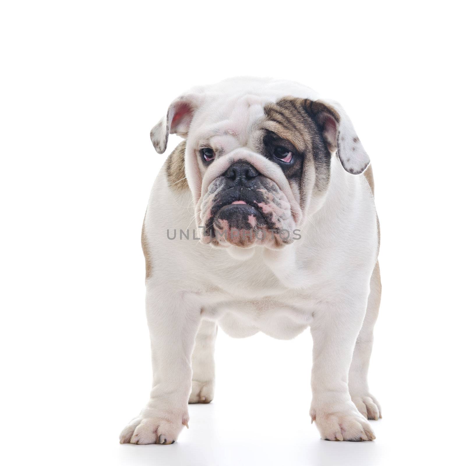 English Bulldog by milinz