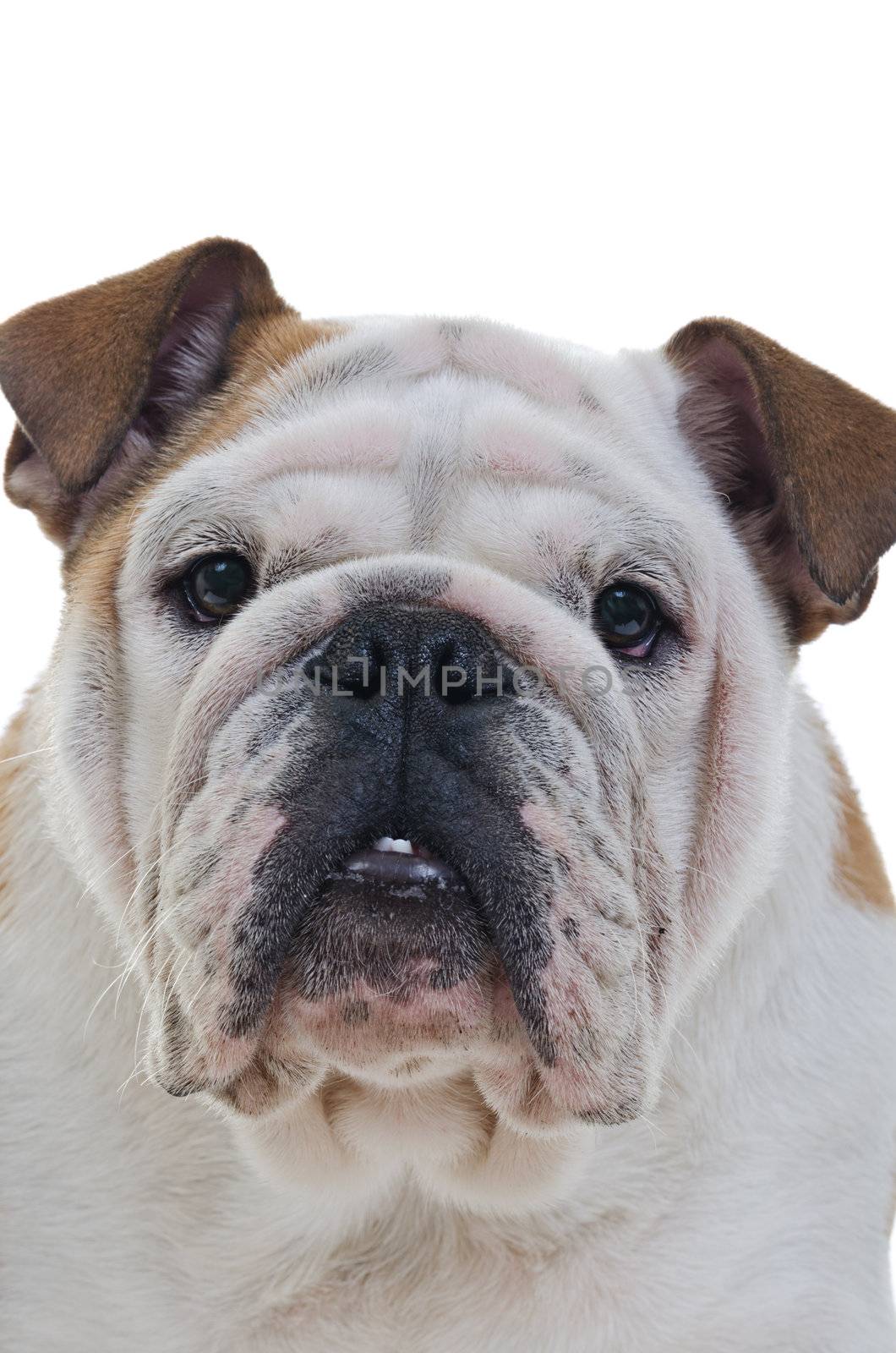 English Bulldog by milinz