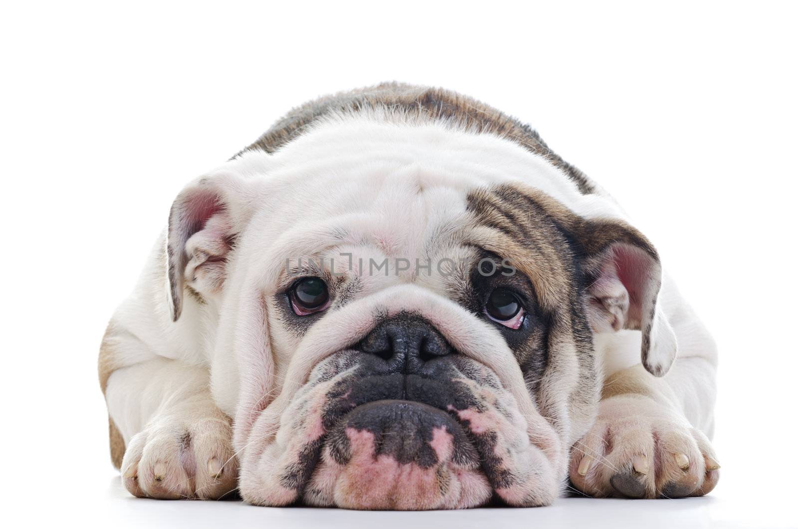 Closeup of English bulldog head, laying dog, Shallow focus on eyes