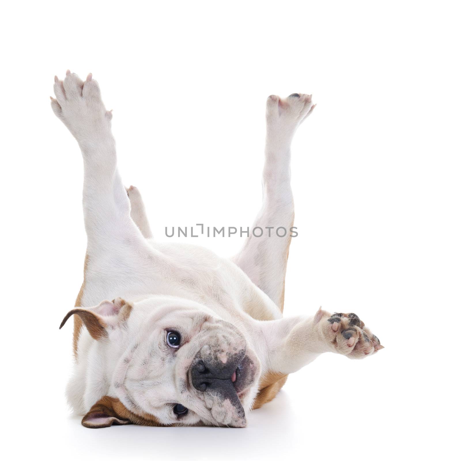 English bulldog rolling over floor, laying upside down, high key