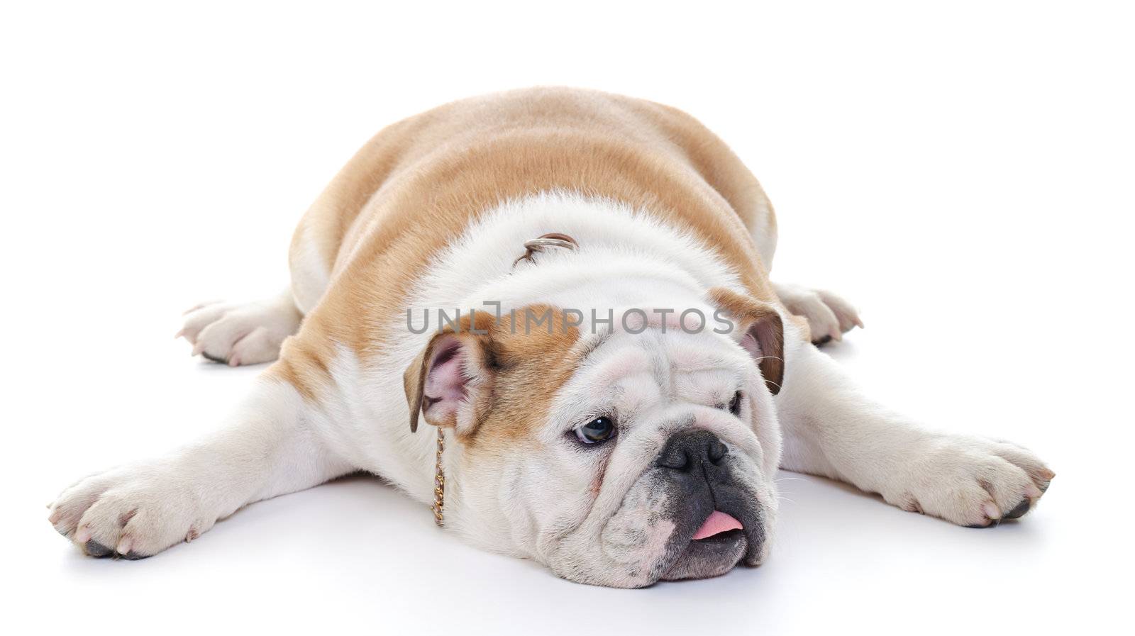 English bulldog laying stretched over floor, high key