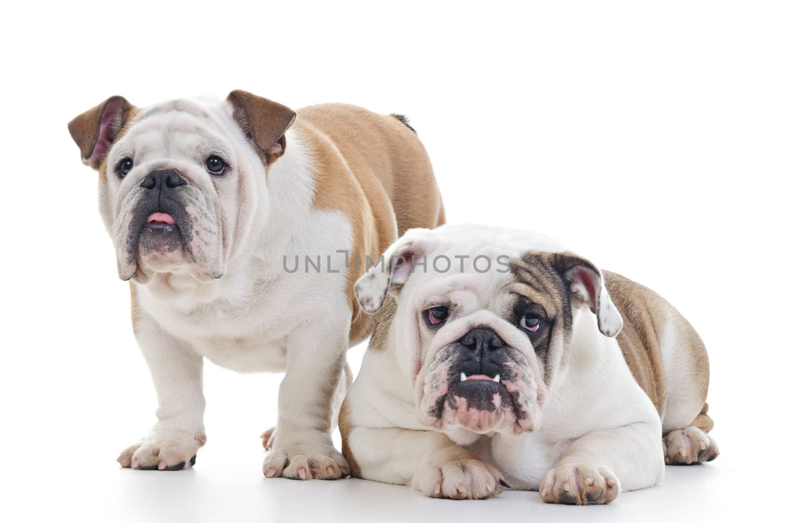 Two English Bulldog dogs over white background, one standing, other laying