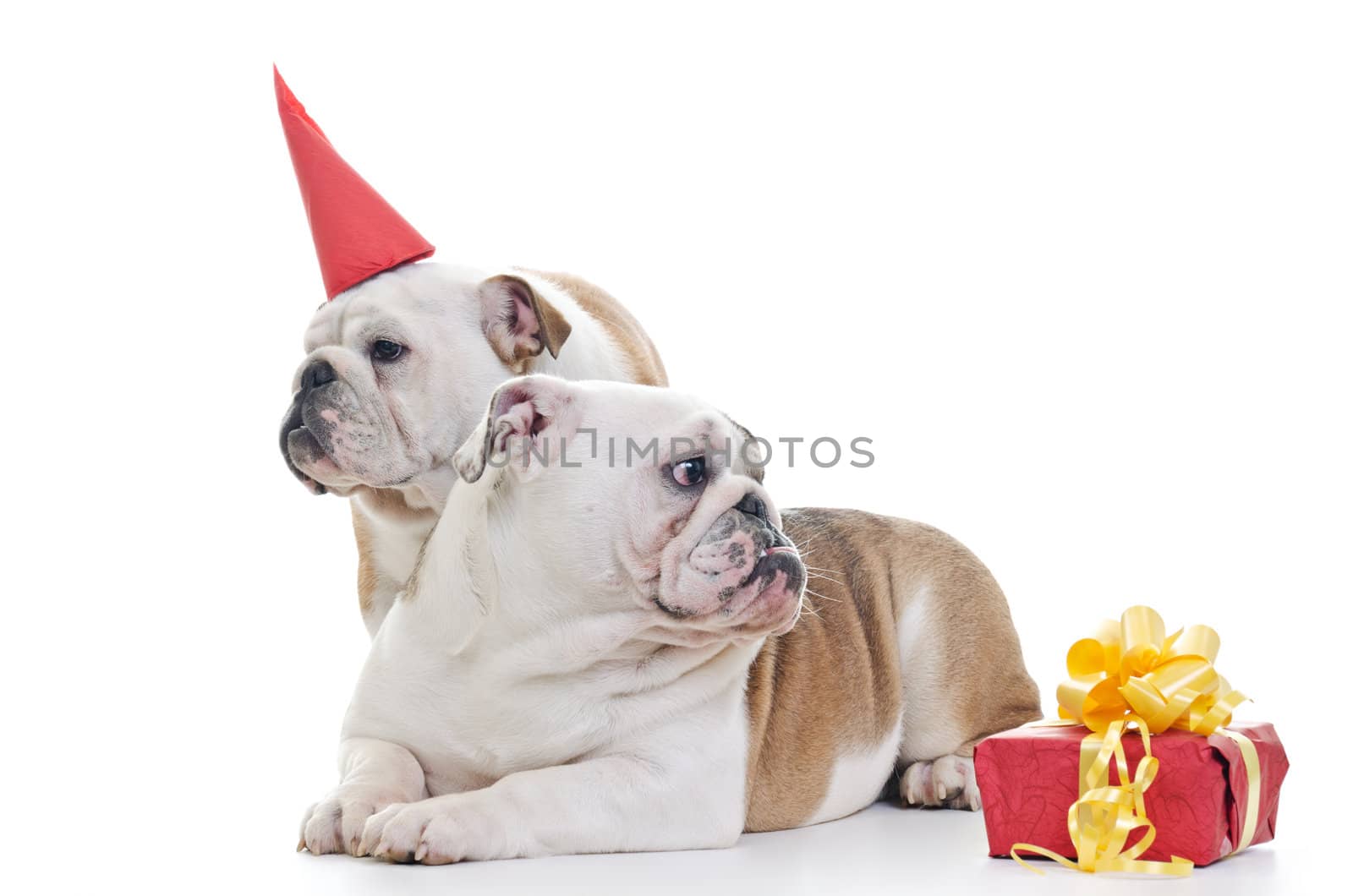 Two English Bulldog dogs over white background, One wearing red party hat, Other laying and looking off camera, Horizontal shot