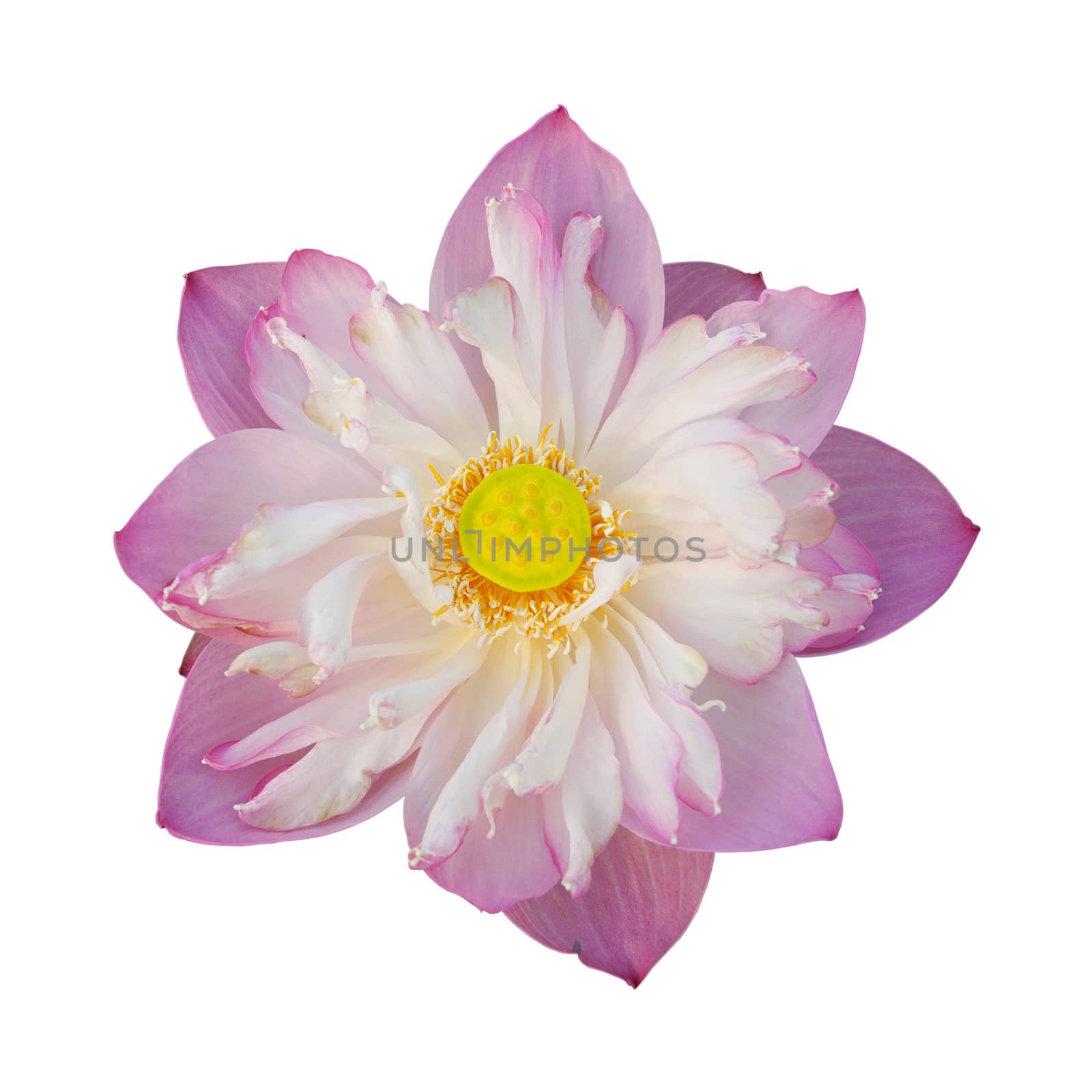 Water lily isolated on white background