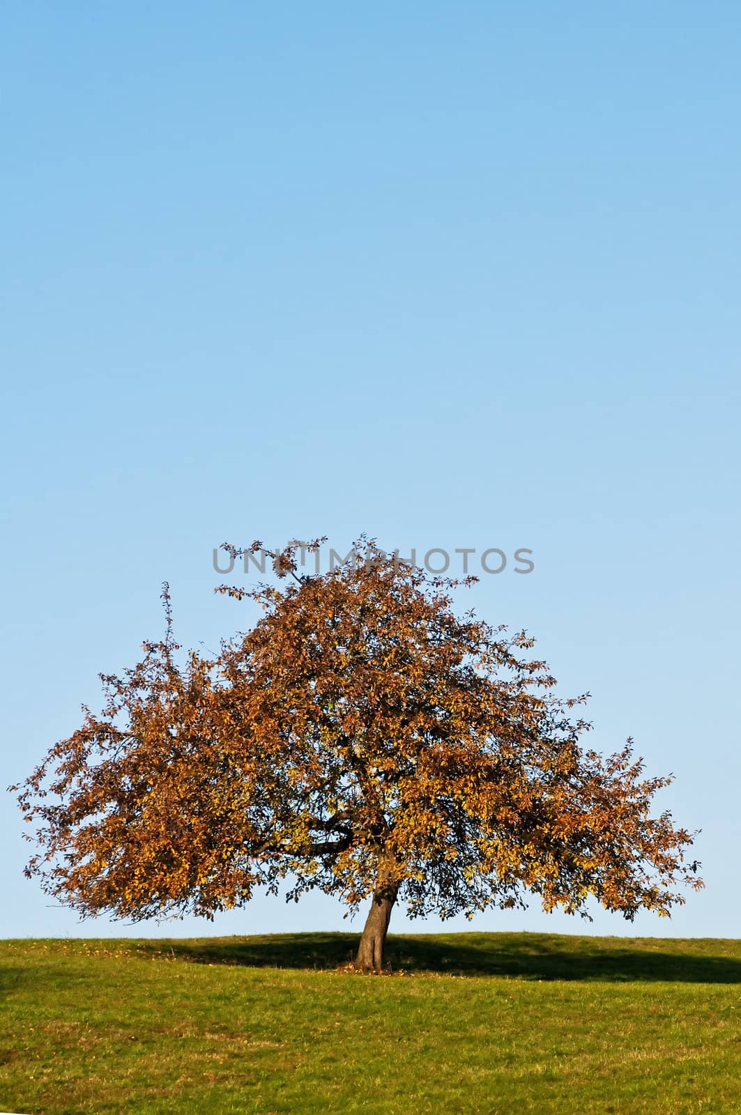 tree in autumnal light by Jochen