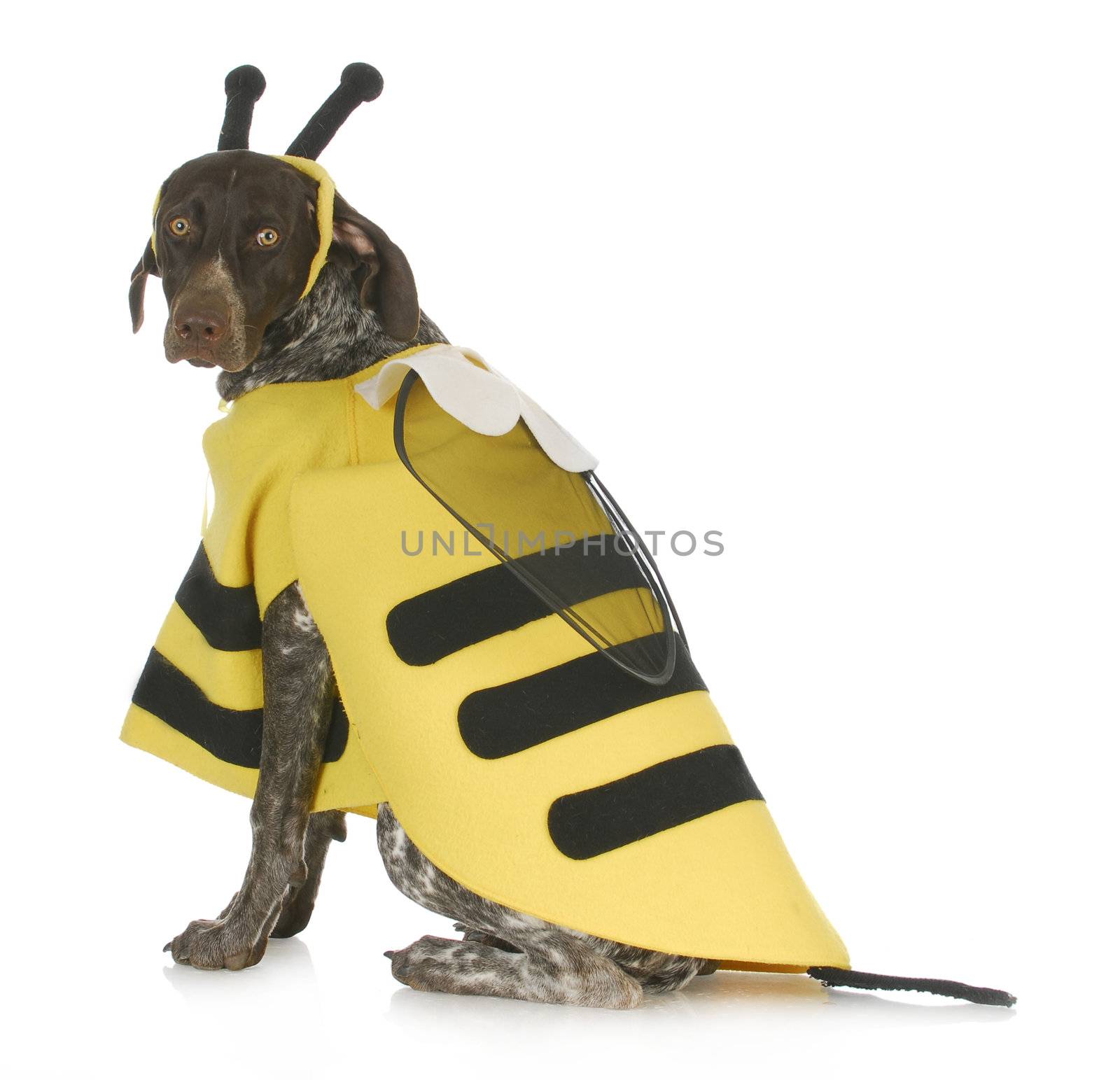 dog wearing bee costume by willeecole123