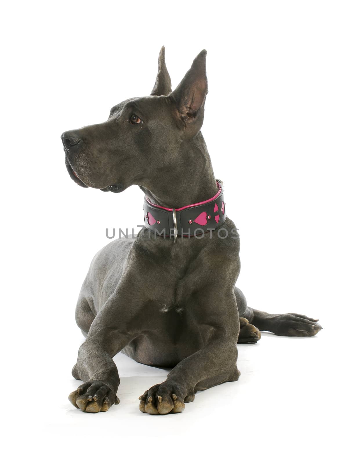 great dane wearing heart collar laying down with reflection on white background