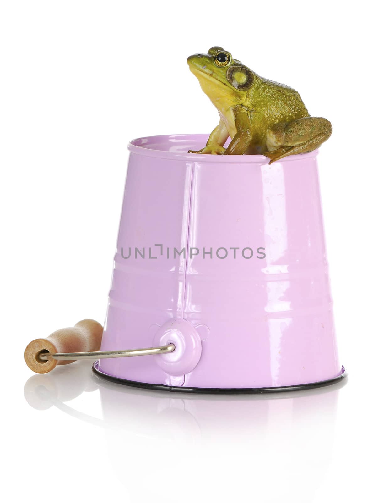 bull frog sitting on pink pail with reflection isolated on white background