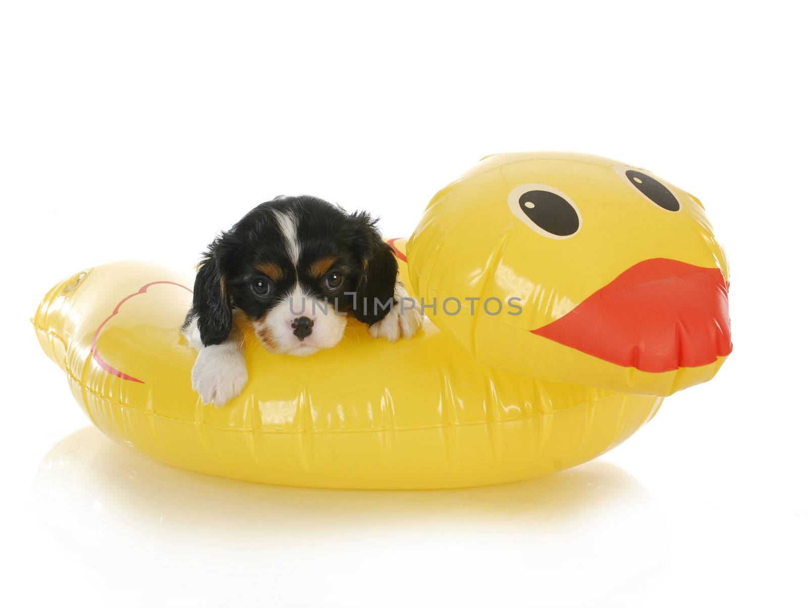 dog water safety - cavalier king charles spaniel on water floatation device