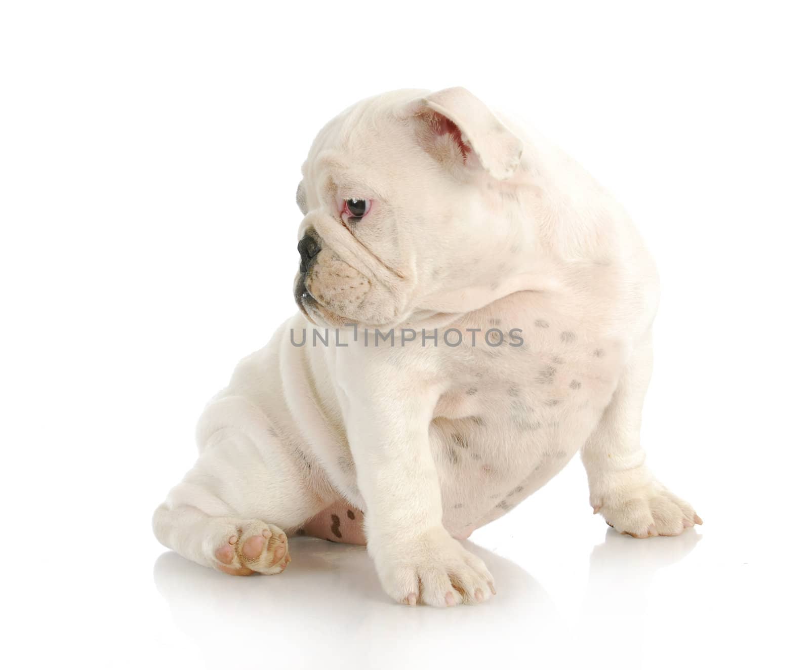 cute puppy - english bulldog puppy looking over shoulder isolated on white background - 12 weeks old