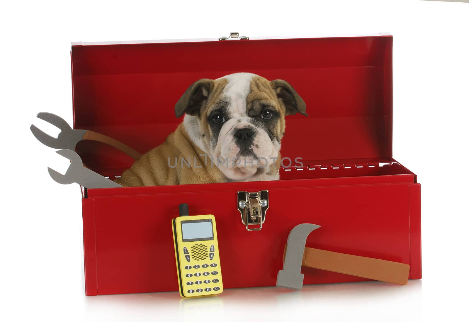 working dog - english bulldog puppy sitting in a tool box isolated on white background