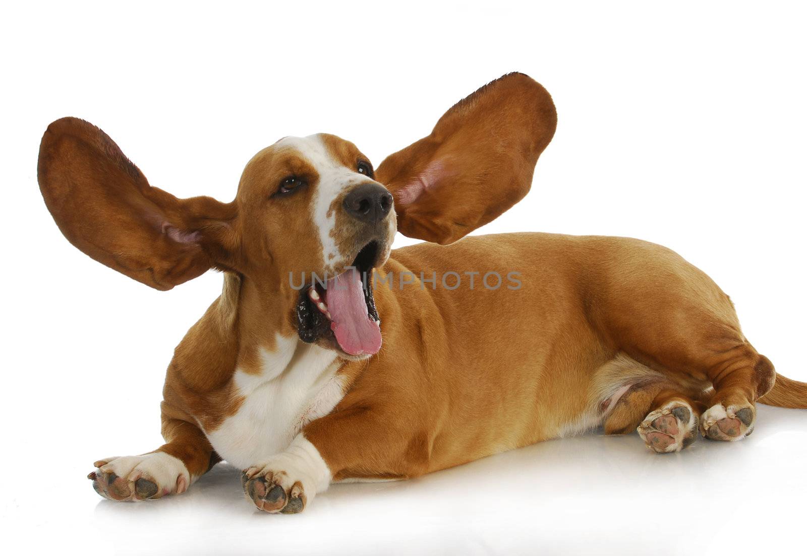 complaining dog - basset hound laying down with both ears up and mouth open on white background