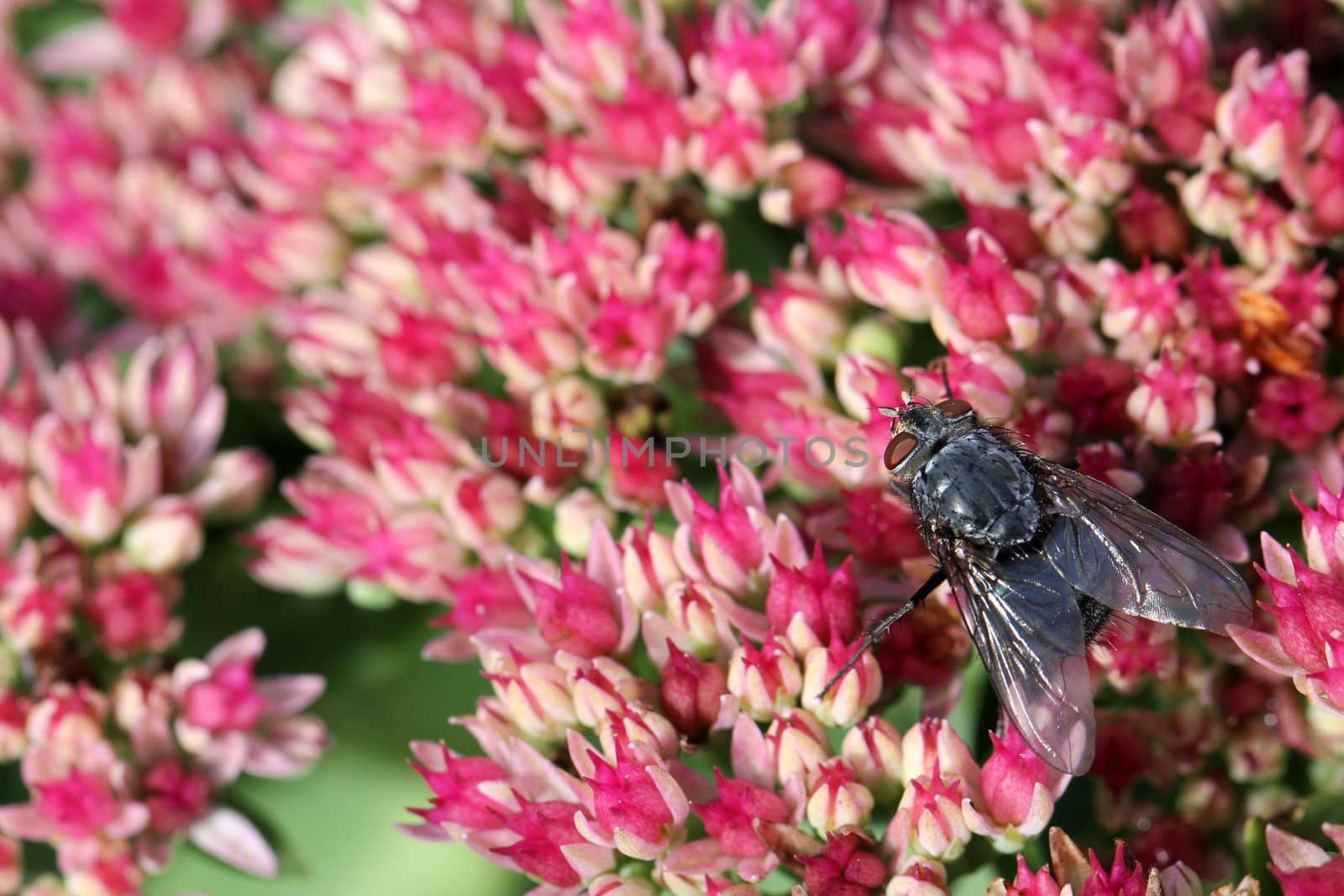 Red-eyed fly on pink Sedum flowers, focus on the fly. 