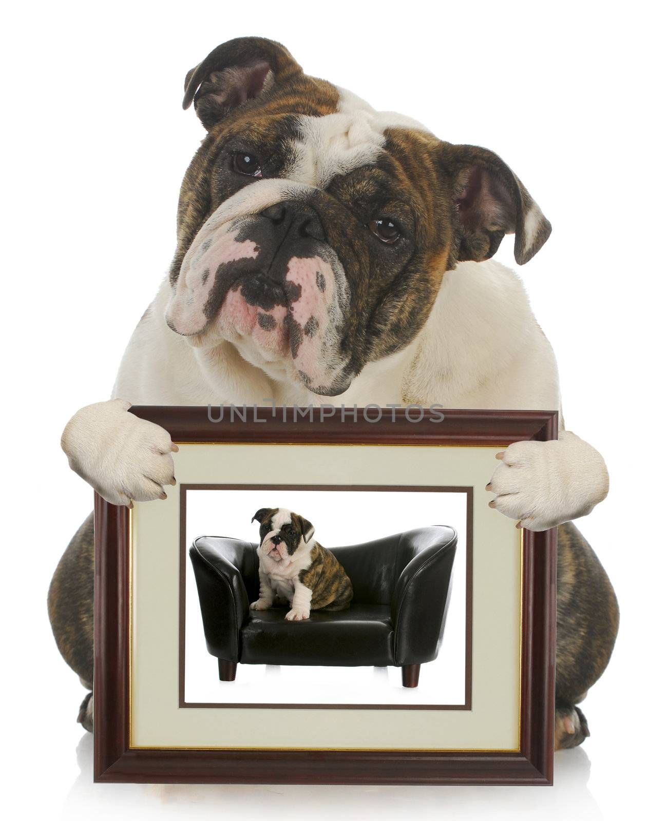 young puppy grown dog - english bulldog holding picture of itself when it was a puppy