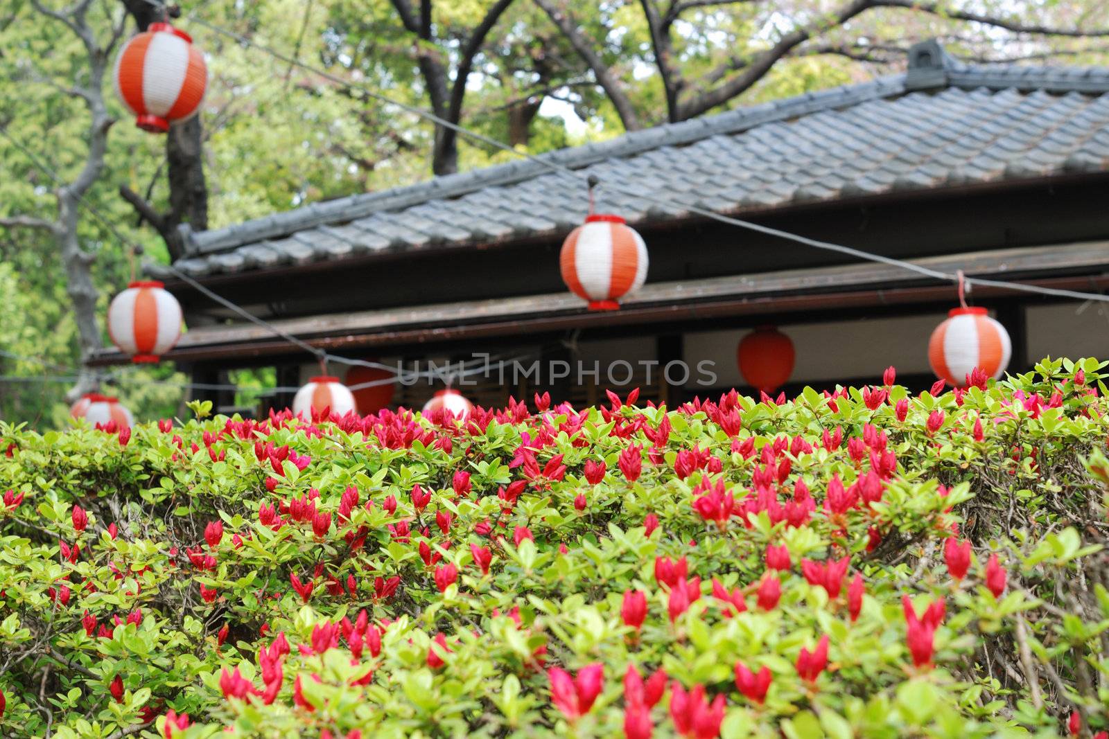 blossom azalea bushes in the yard of Japanese temple; focus on central part of the bush