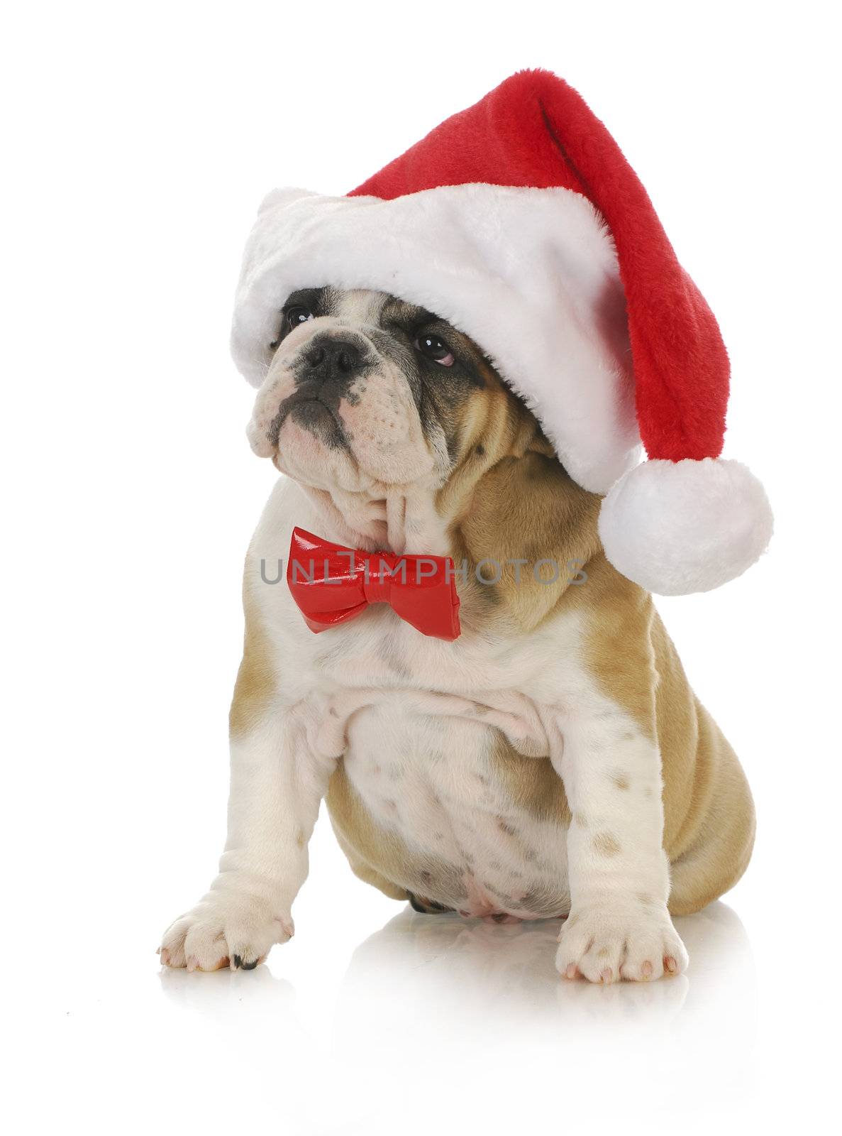 santa puppy - english bulldog wearing santa hat and bowtie with reflection on white background