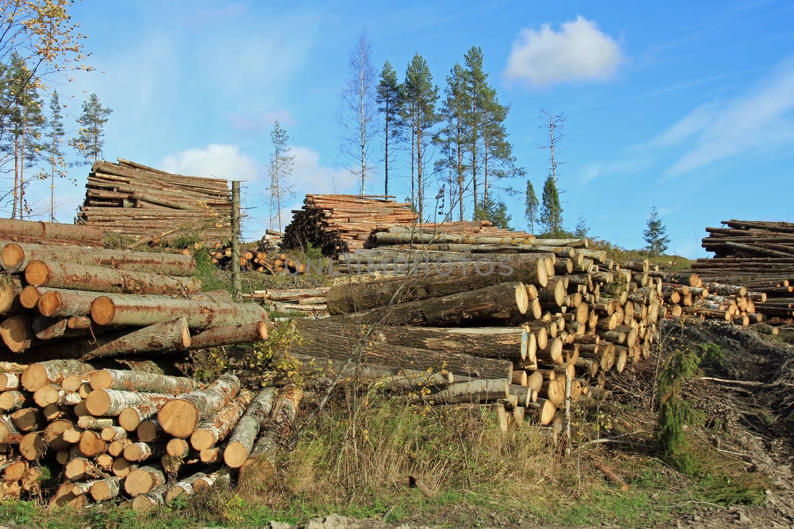 Piles of logs at forest clearcut in autumn in Finland.