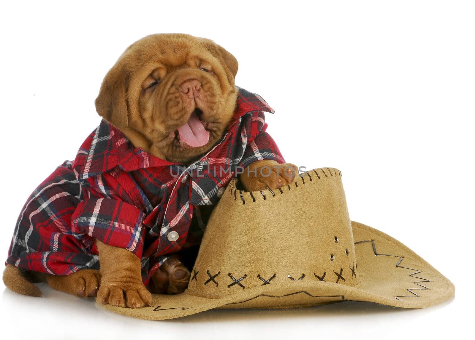 country dog - dogue de bordeaux puppy wearing plaid shirt sitting beside western hat - 4 weeks old