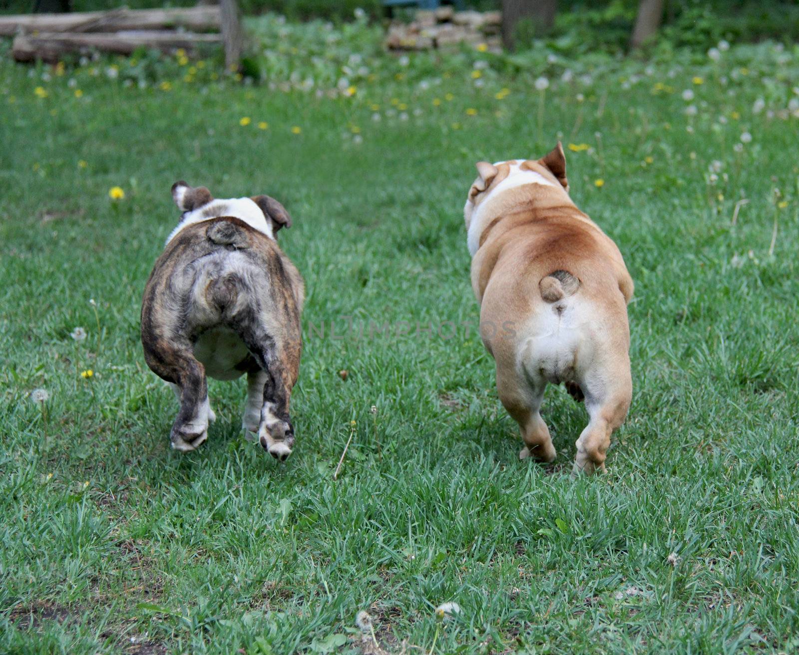 dogs running away - english bulldogs running side by side