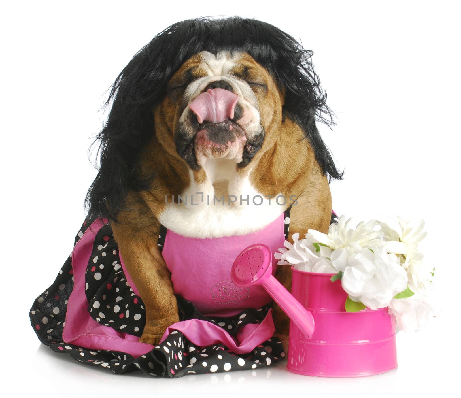 spoiled dog - female english bulldog with funny expression on white background