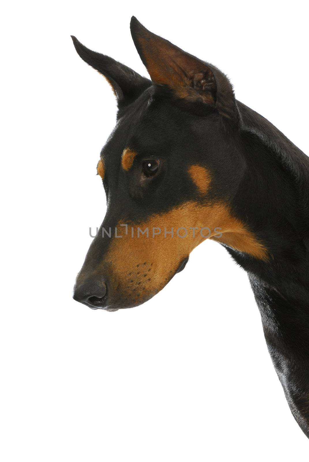 guard dog - doberman pinscher in protective stance isolated on white background