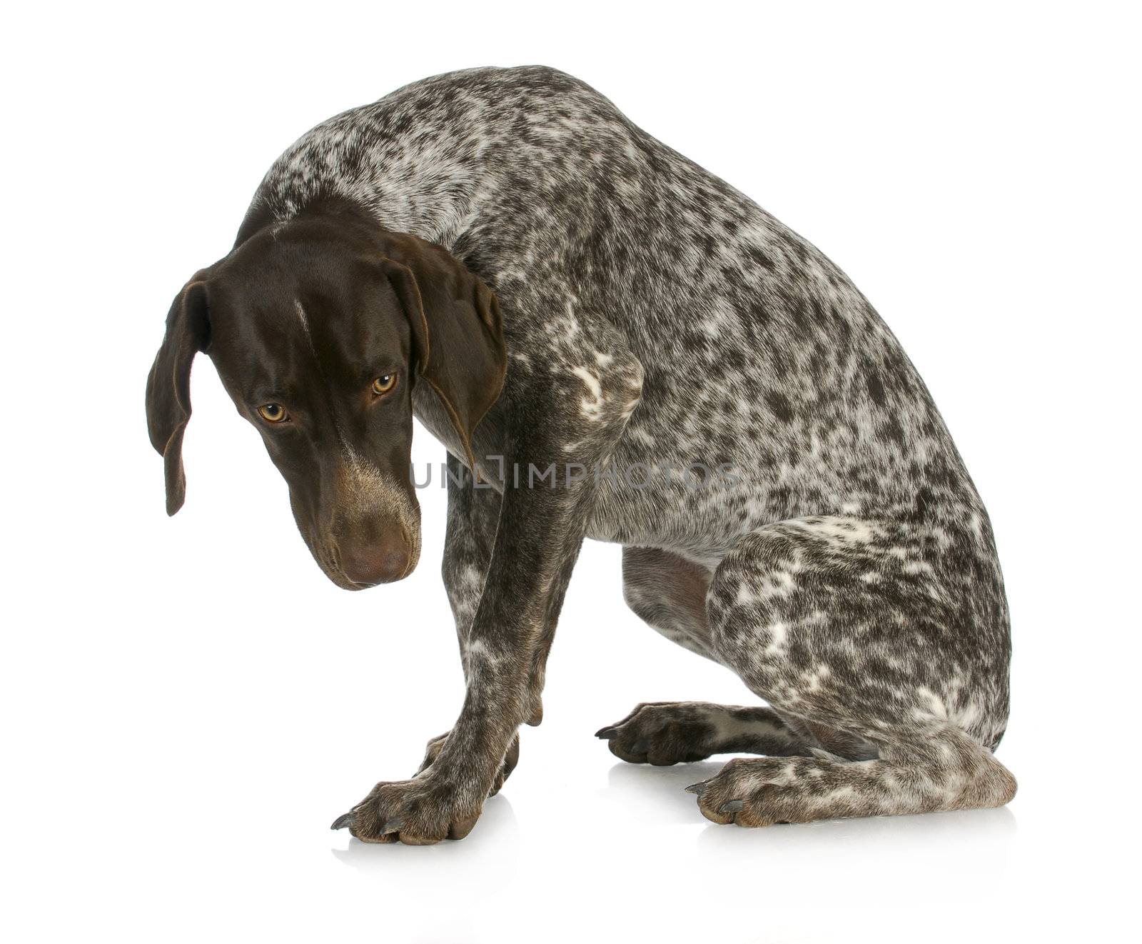 bad dog - guilty looking german short haired pointer sitting with reflection on white background