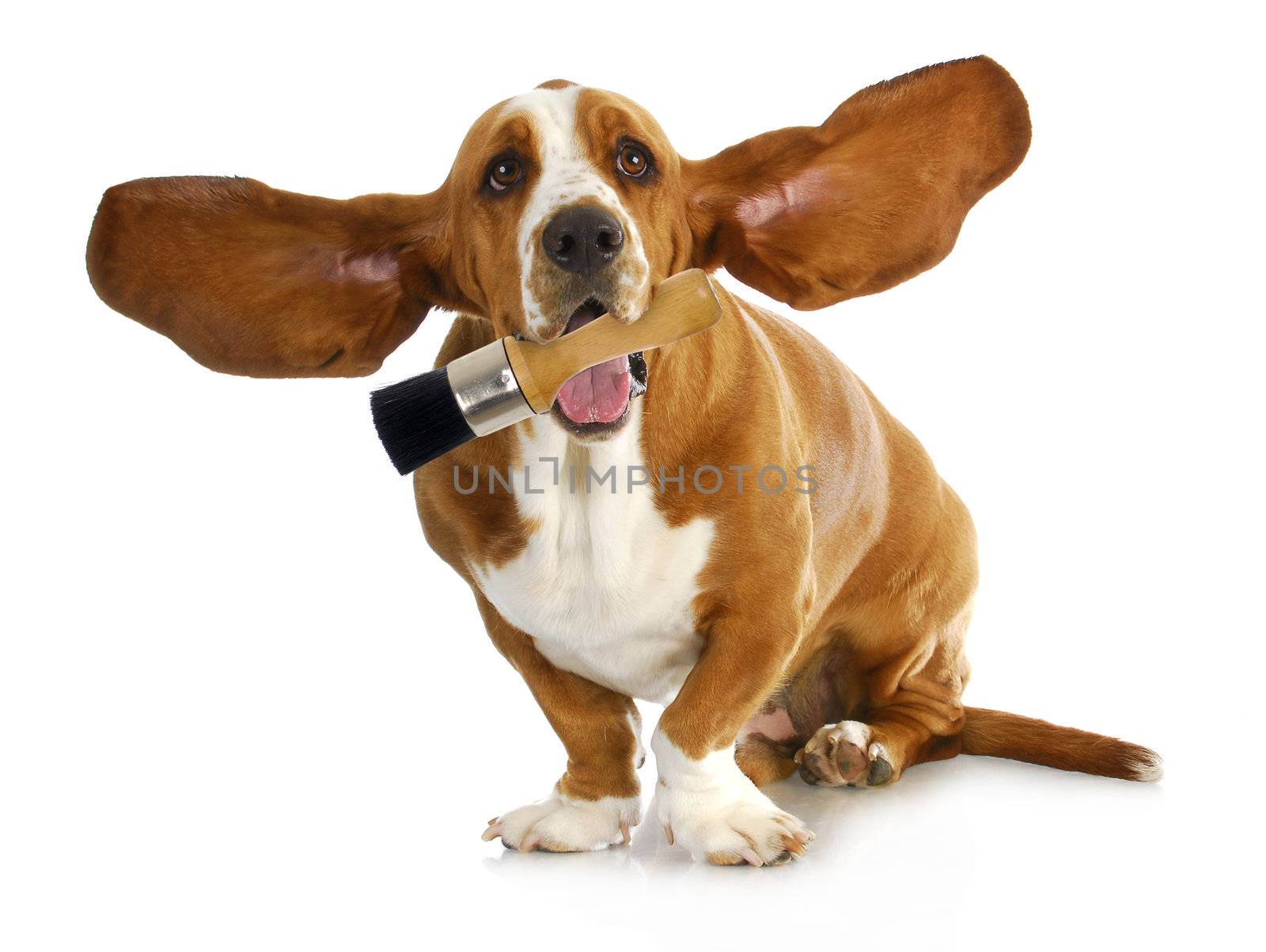 dog holding paint brush - basset hound holding paint brush isolated on white background