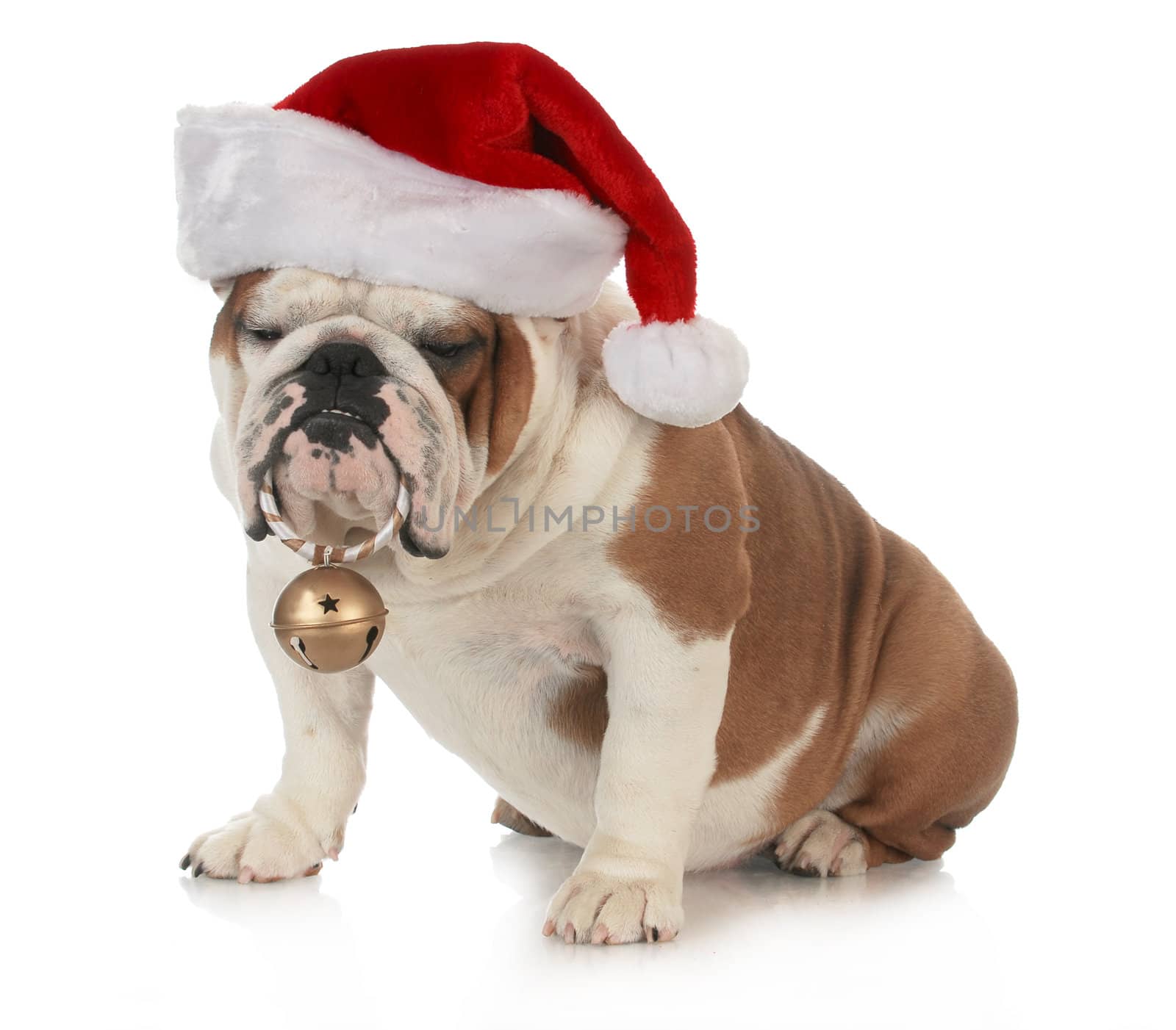 christmas dog - english bulldog wearing santa hat holding christmas bell on white background