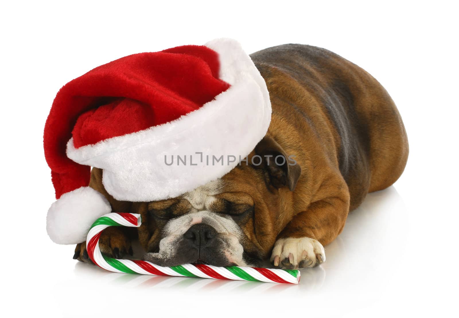 christmas dog - english bulldog laying down with candy cane