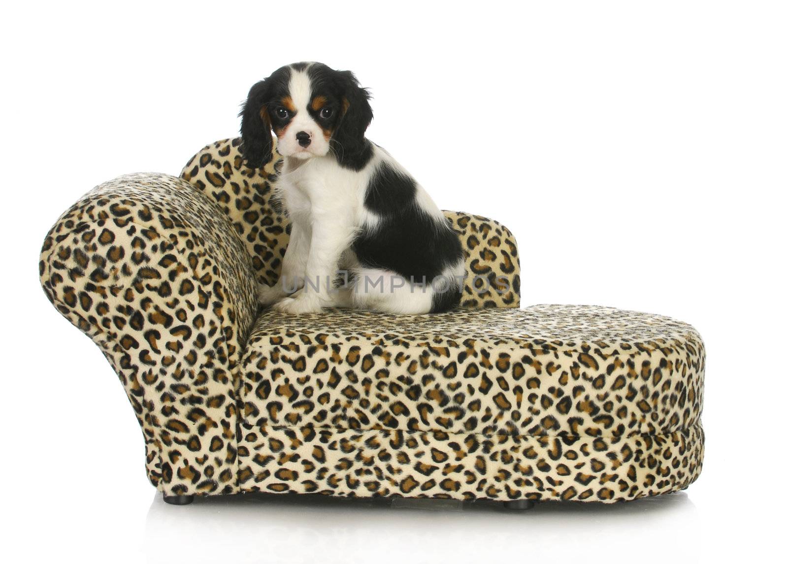 dog sitting on a dog bed - cavalier king charles spaniel sitting on a dog bed isolated on white background
