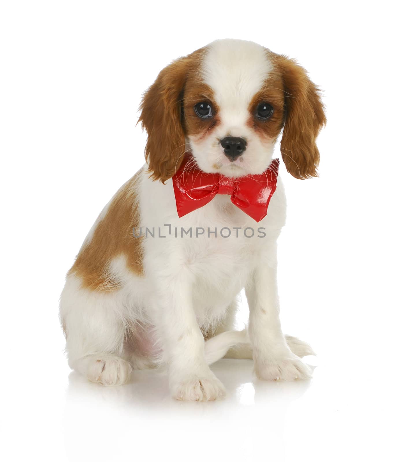 cute puppy - cavalier king charles spaniel wearing red bowtie sitting on white background 