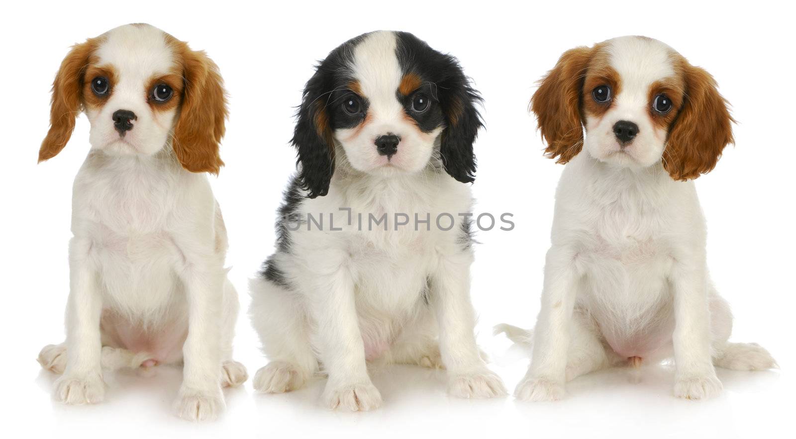three puppies by willeecole123