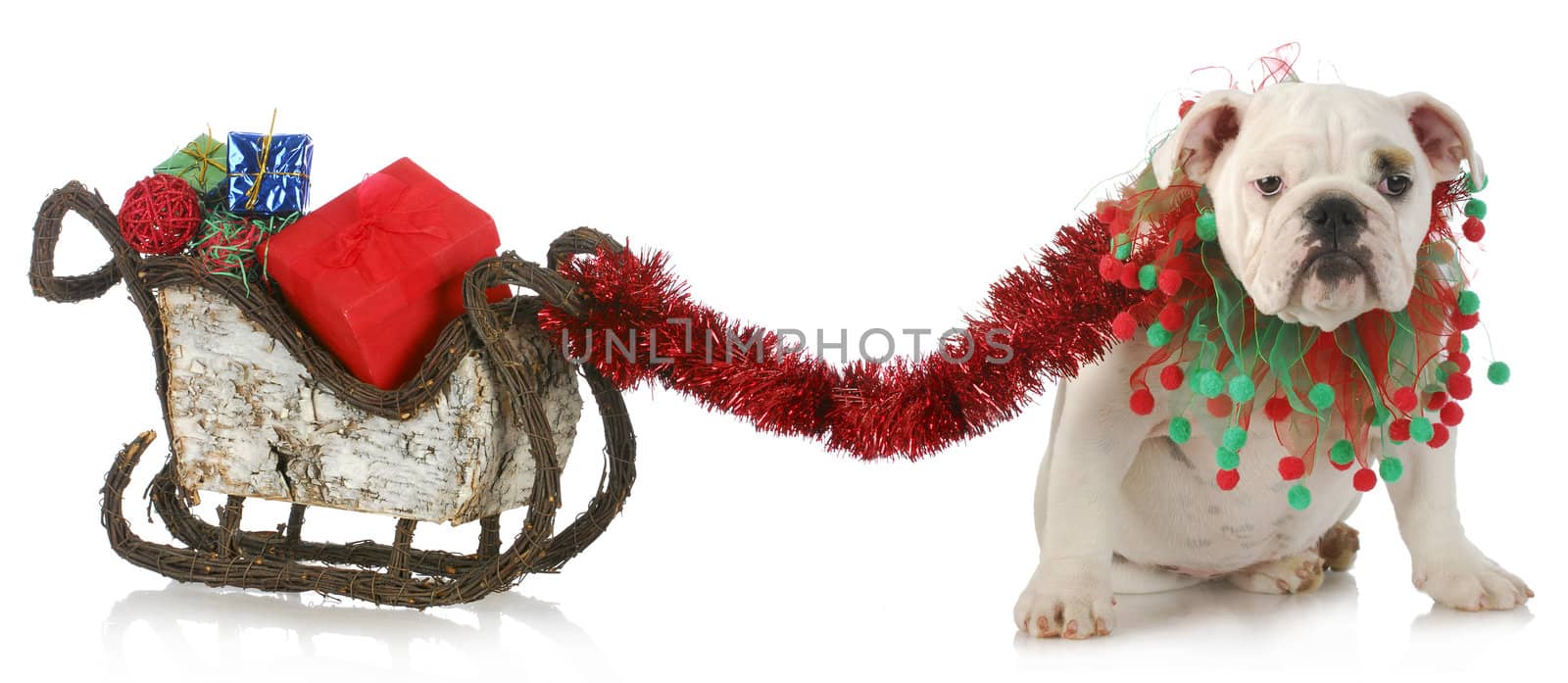 dog pulling christmas sleigh - english bulldog tied to sleigh full of christmas presents on white background