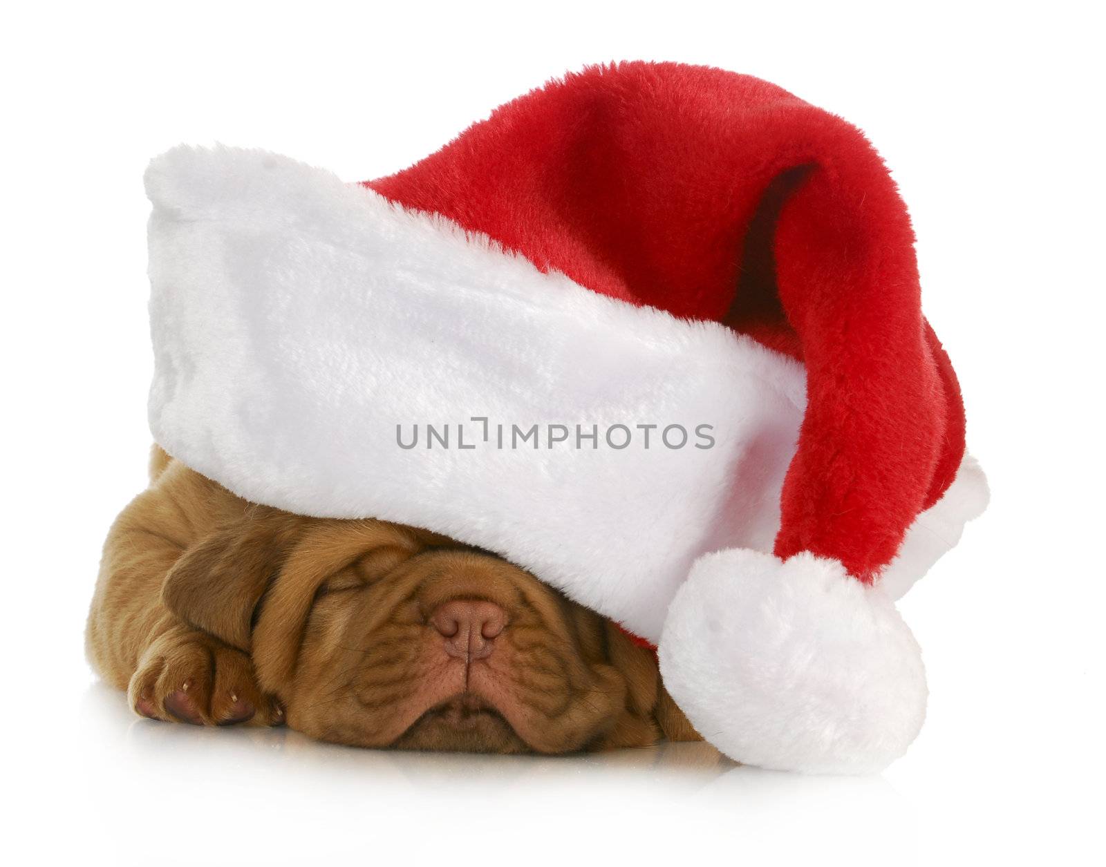 santa puppy - dogue de bordeaux puppy wearing santa hat - 4 weeks old
