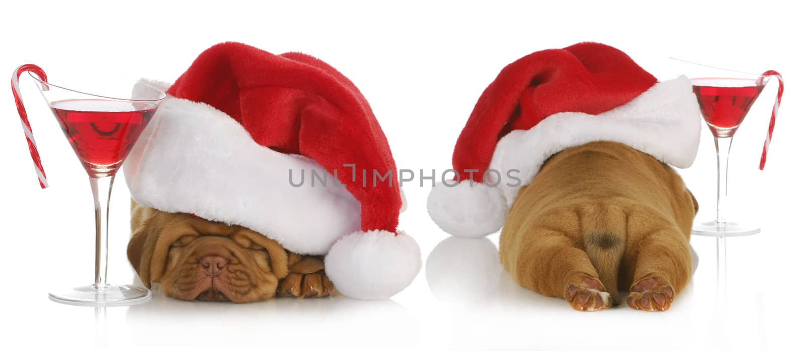 christmas puppy - santa dogue de bordeaux from the front and back with cocktail drink on white background - 4 weeks old