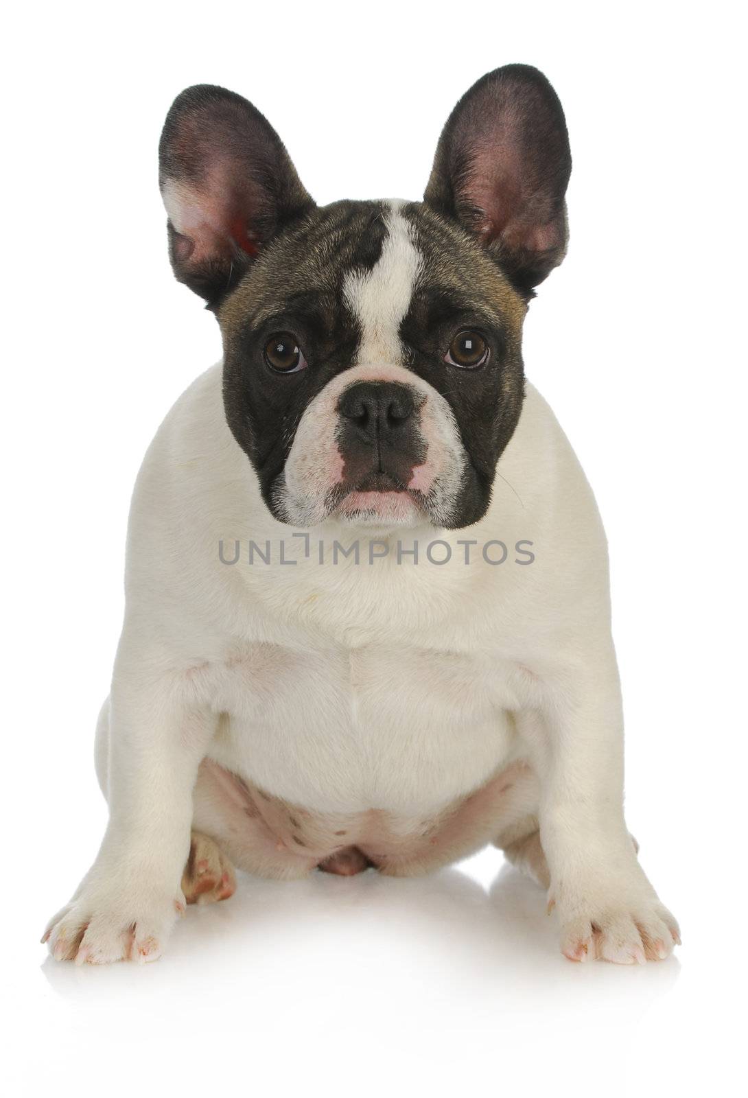 french bulldog by willeecole123