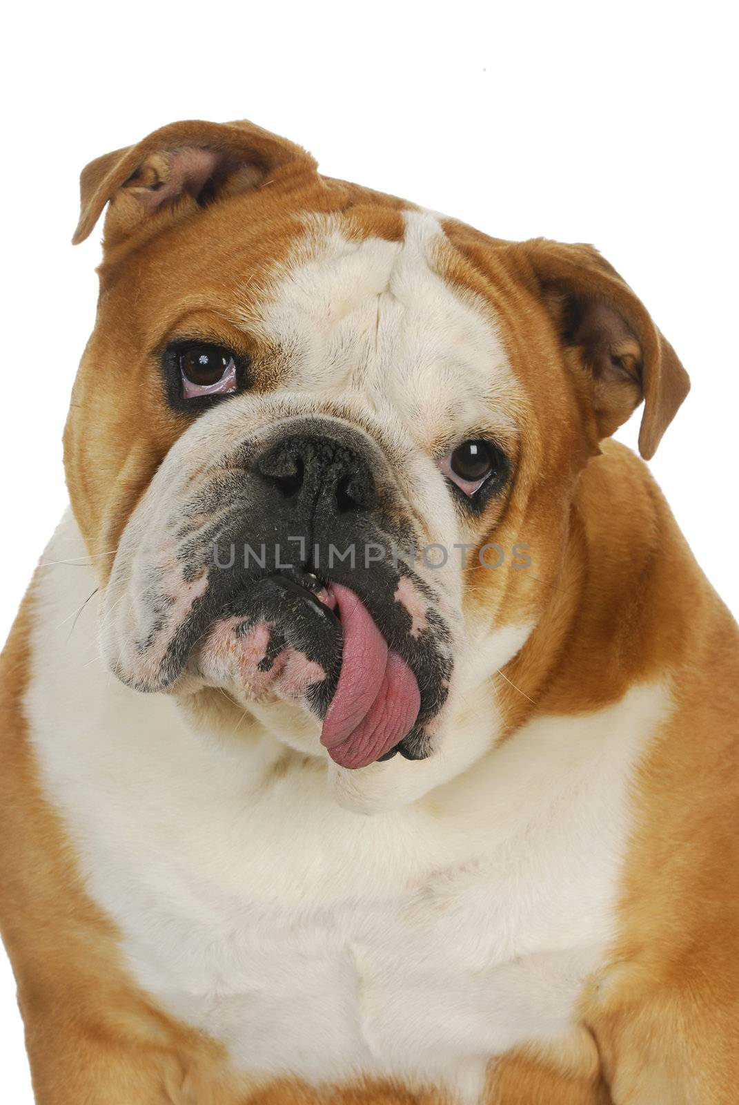 ugly bulldog - english bulldog with tongue sticking out isolated on white background